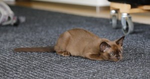 cat-787798_1280