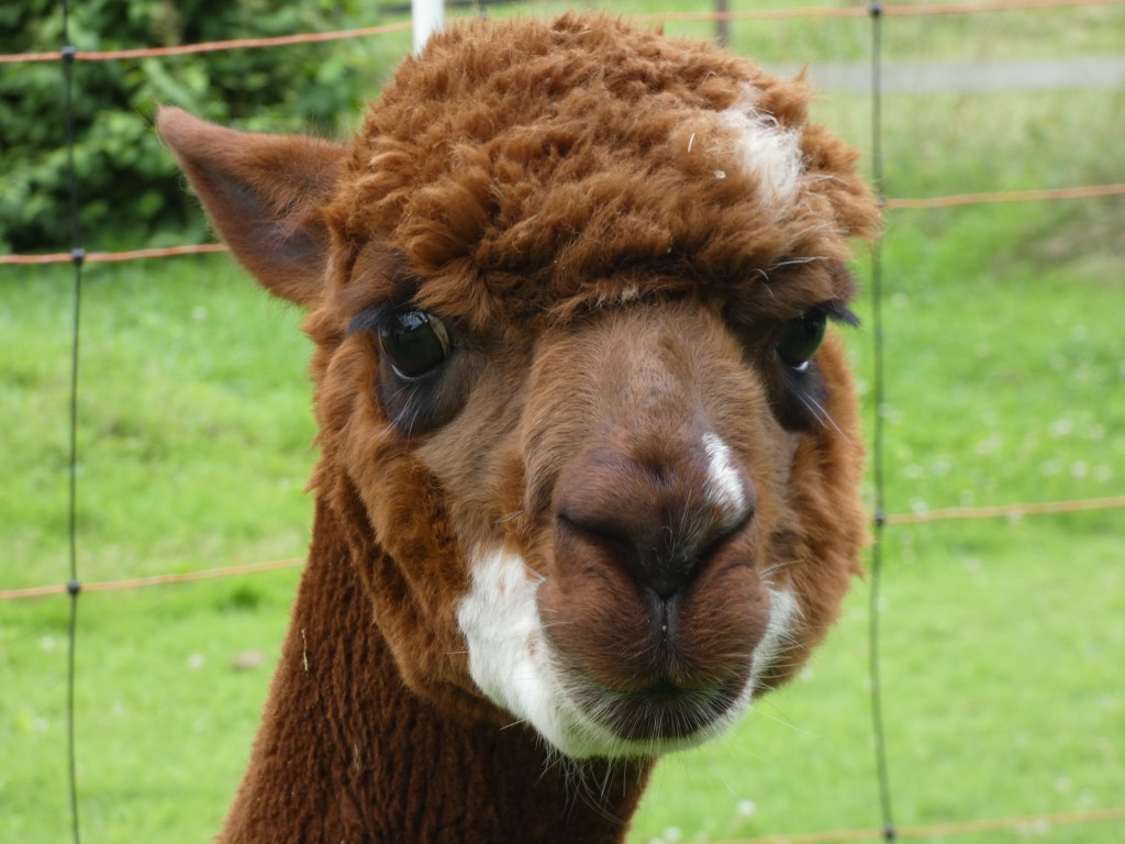 Braunes Alpakagesicht mit weißem Kinn