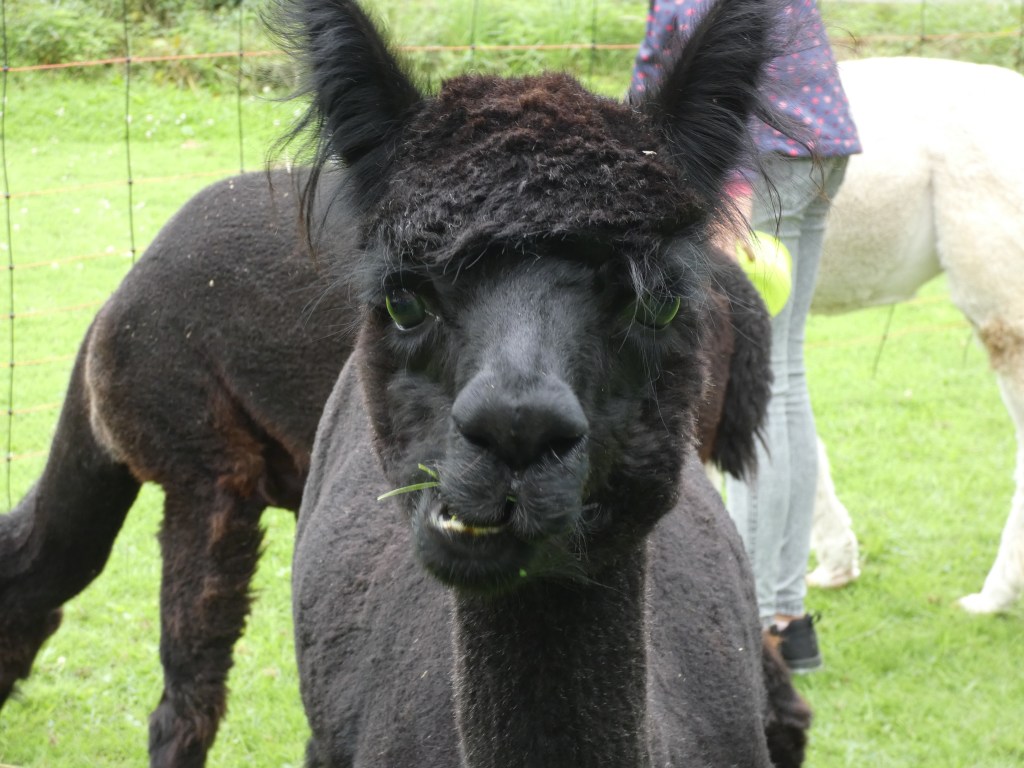 Schwarzes Alpaka beim Gras kauen